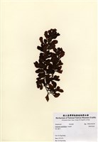 藏品(厚葉馬尾藻)的圖片